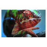 Proyector Epson EH-TW7100 con resolución 4K UHD, alto brillo y SKU V11H959040